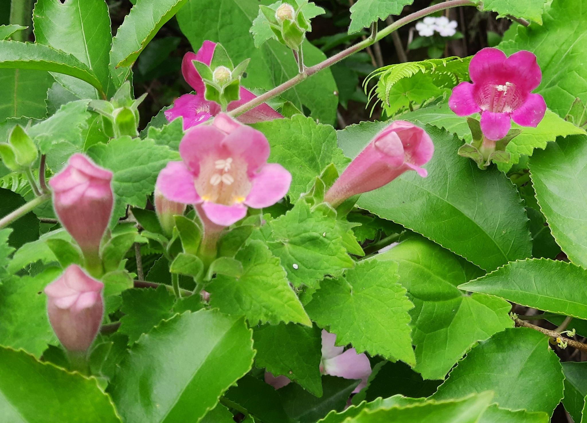 Lophospermum erubescens